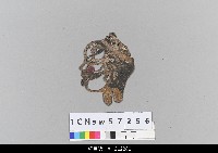 藏品(中國湖北皮影戲偶頭-丑)的圖片